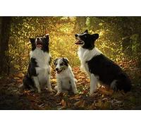 OZLHSP puzzle bimbo 500 pezzi Cuccioli di Border Collie 52x38cm