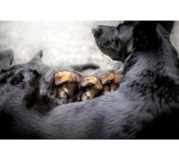 OZLHSP puzzle bimbo 500 pezzi Cuccioli di pastore animali 52x38cm