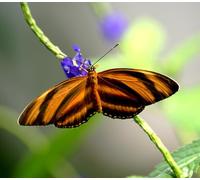 OZLHSP puzzle bimbo 500 pezzi Farfalle Insetti Animali 52x38cm