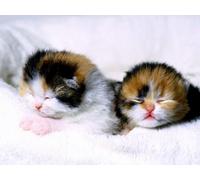 OZLHSP puzzle bimbo 500 pezzi Gattini Animali 52x38cm