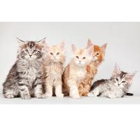 OZLHSP puzzle bimbo 500 pezzi Gattini Maine Coon Gatti Animali 52x38cm