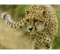 OZLHSP puzzle bimbo 500 pezzi Ghepardi Grandi animali 52x38cm