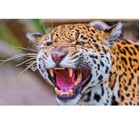 OZLHSP puzzle bimbo 500 pezzi Giaguari Grandi animali 52x38cm