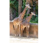 OZLHSP puzzle bimbo 500 pezzi Giraffe Animali 52x38cm