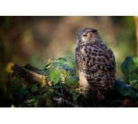 OZLHSP puzzle bimbo 500 pezzi Gufo Animale 52x38cm