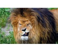 OZLHSP puzzle bimbo 500 pezzi Leone Grandi felini Animali 52x38cm