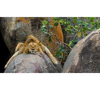 OZLHSP puzzle bimbo 500 pezzi Leoni Grandi Animali 52x38cm