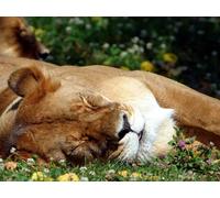 OZLHSP puzzle bimbo 500 pezzi Leoni Grandi felini Animali 52x38cm