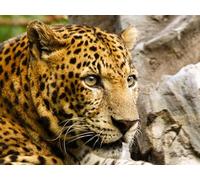 OZLHSP puzzle bimbo 500 pezzi Leopardo, grandi felini 52x38cm