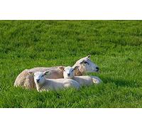 OZLHSP puzzle bimbo 500 pezzi Pecore cuccioli animali 52x38cm