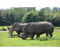 OZLHSP puzzle bimbo 500 pezzi Rinoceronte Animale 52x38cm