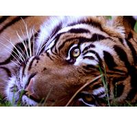 OZLHSP puzzle bimbo 500 pezzi Tigri Grandi felini Animali 52x38cm