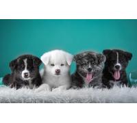 OZLHSP puzzle cattivi puzzle 1000 pezzi Cuccioli di Akita Inu 75x50cm