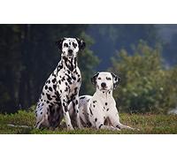OZLHSP puzzle cattivi puzzle 500 pezzi Animali dalmata 52x38cm