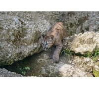 OZLHSP puzzle cattivi puzzle 500 pezzi I Puma Cubs sono animali rock 52x38cm