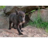 OZLHSP puzzle cattivi puzzle 500 pezzi Lupi Cuccioli Animali 52x38cm