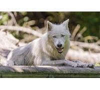 OZLHSP puzzle classici 1000 pezzi Lupi Animali 75x50cm