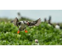 OZLHSP puzzle classici 500 pezzi Animali senza uscita 52x38cm