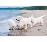 OZLHSP puzzle classici 500 pezzi Cucciolo di Golden Retriever Coast Animals 52x38cm