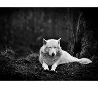 OZLHSP puzzle classici 500 pezzi Lupi Animali del fango 52x38cm