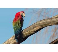 OZLHSP puzzle classici 500 pezzi Pappagalli Animali 52x38cm