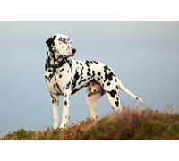 OZLHSP puzzle da 1000 pezzi Animali dalmata 75x50cm