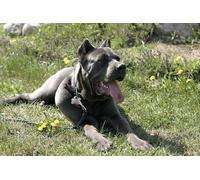 OZLHSP puzzle da 1000 pezzi Cane Corso Cane Corso Animal 75x50cm