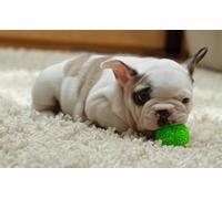 OZLHSP puzzle da 1000 pezzi Cuccioli di bulldog animali da tappeto 75x50cm