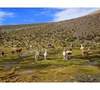 OZLHSP puzzle da 500 pezzi Animali del Salar de Uyuni 52x38cm