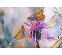 OZLHSP puzzle da 500 pezzi Animali insetti 52x38cm