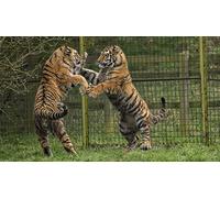 OZLHSP puzzle da 500 pezzi Tigri e grandi felini combattono contro gli animali 52x38cm