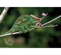 OZLHSP puzzle di natale 500 pezzi Rettili Camaleonte Animale 52x38cm