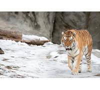 OZLHSP puzzle di natale 500 pezzi Tigri Grandi felini Animali 52x38cm