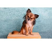 OZLHSP puzzle difficili 1000 pezzi Animali Chihuahua 75x50cm