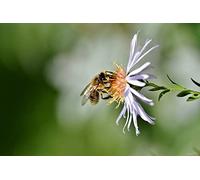 OZLHSP puzzle difficili 1000 pezzi Api Insetti Animali 75x50cm