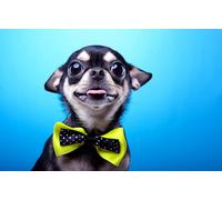 OZLHSP puzzle difficili 1000 pezzi Papillon Chihuahua 75x50cm