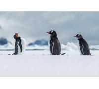 OZLHSP puzzle difficili 1000 pezzi Pinguino Gentoo Antartide 75x50cm