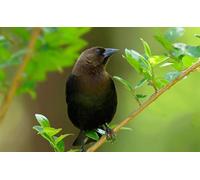 OZLHSP puzzle difficili 1500 pezzi Animale 87x57cm