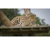 OZLHSP puzzle difficili 1500 pezzi Leopardi Grandi Animali 87x57cm