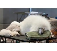 OZLHSP puzzle difficili 500 pezzi Animale barboncino 52x38cm