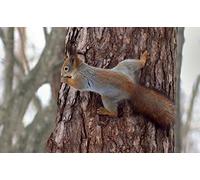 OZLHSP puzzle difficili 500 pezzi Animale scoiattolo pino 52x38cm