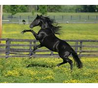 OZLHSP puzzle difficili 500 pezzi Animali a cavallo 52x38cm