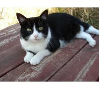 OZLHSP puzzle difficili 500 pezzi Animali felini 52x38cm