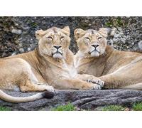 OZLHSP puzzle difficili 500 pezzi Animali Leoni 52x38cm