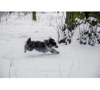 OZLHSP puzzle difficili 500 pezzi Crestato cinese 52x38cm