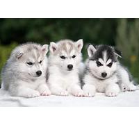 OZLHSP puzzle difficili 500 pezzi Cuccioli di Husky 52x38cm