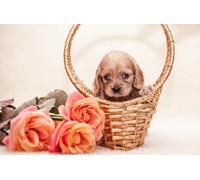 OZLHSP puzzle difficili 500 pezzi Cuccioli di Spaniel 52x38cm