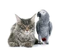 OZLHSP puzzle difficili 500 pezzi Gatti Animali 52x38cm