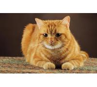 OZLHSP puzzle difficili 500 pezzi Gatti Animali 52x38cm