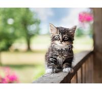 OZLHSP puzzle difficili 500 pezzi Gattino Animale 52x38cm